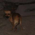 Estrellita